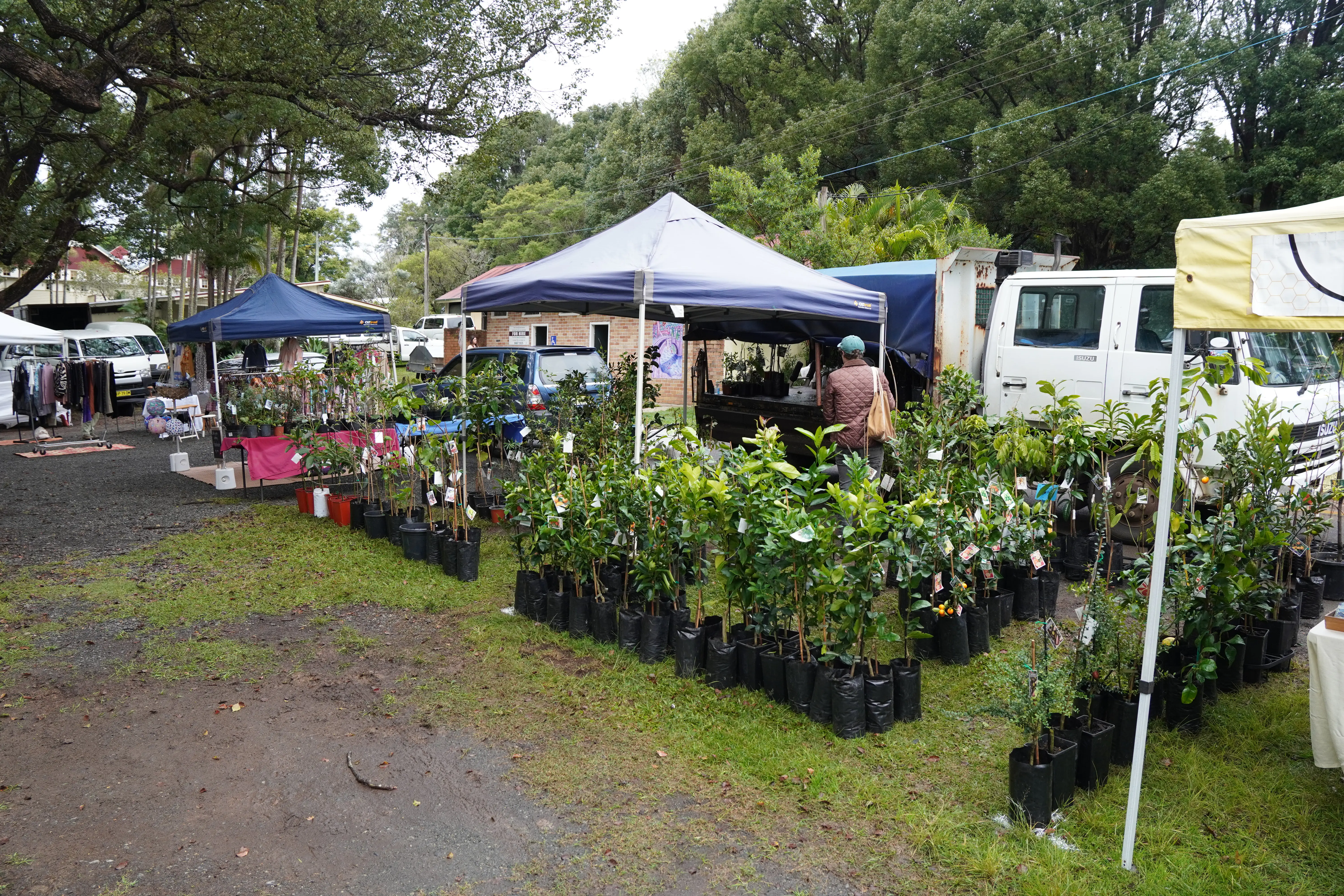 Plants and greenery at Bangalow Markets