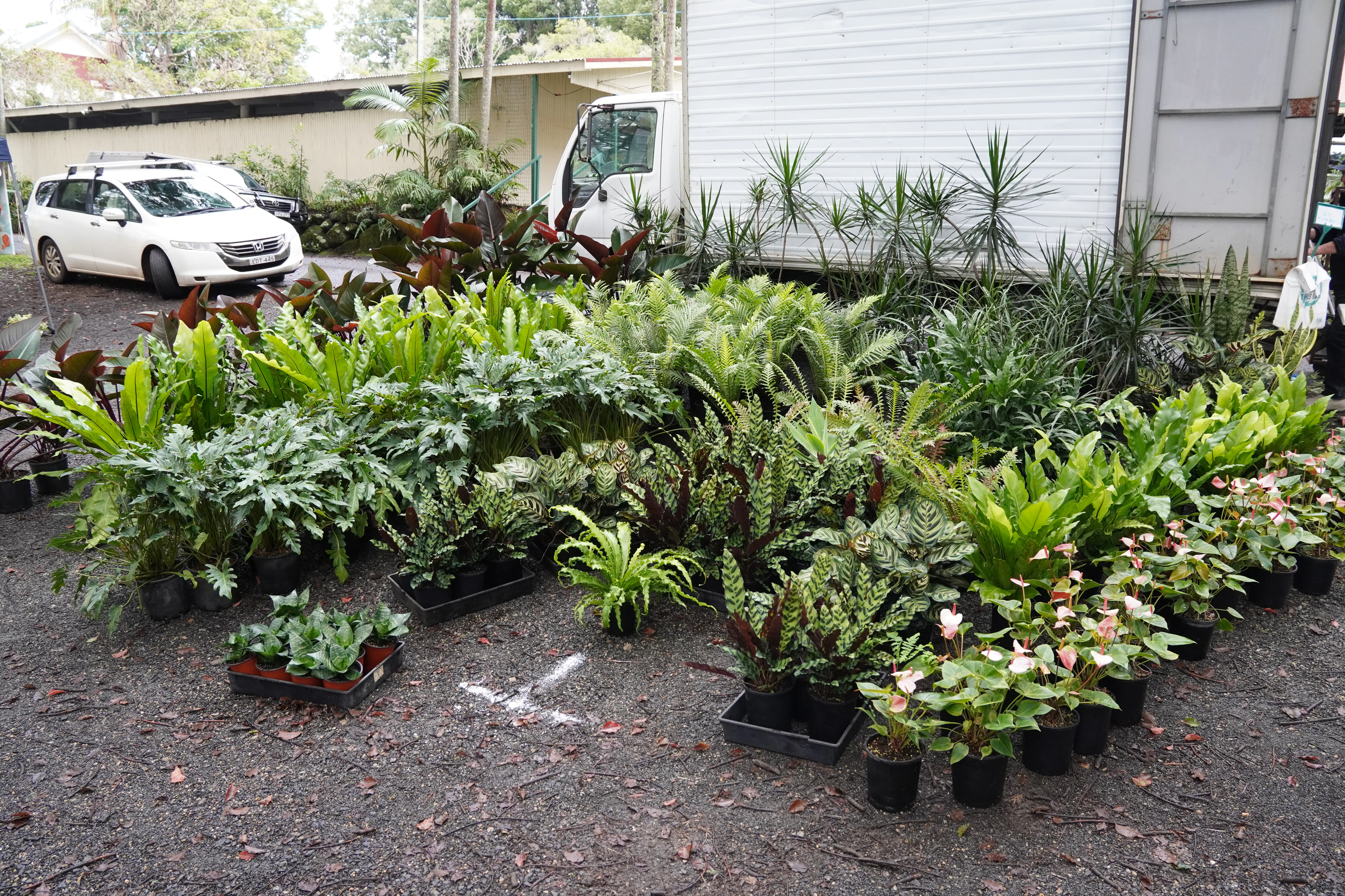 Plant stall at Bangalow Markets