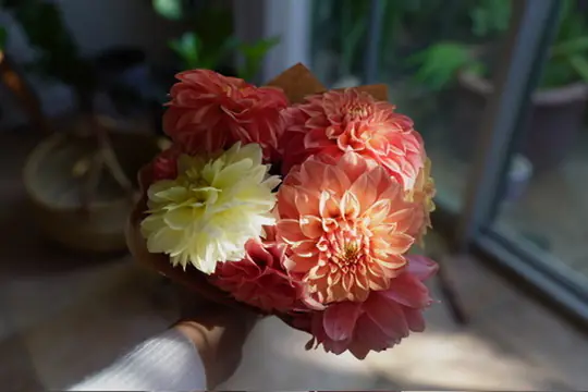 The same bunch of coral and yellow dahlias arranged at home in soft window light