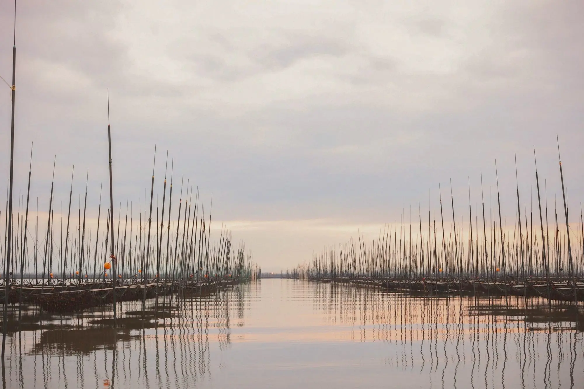 Rows of nori poles standing in the still water of the Ariake Sea at dawn.