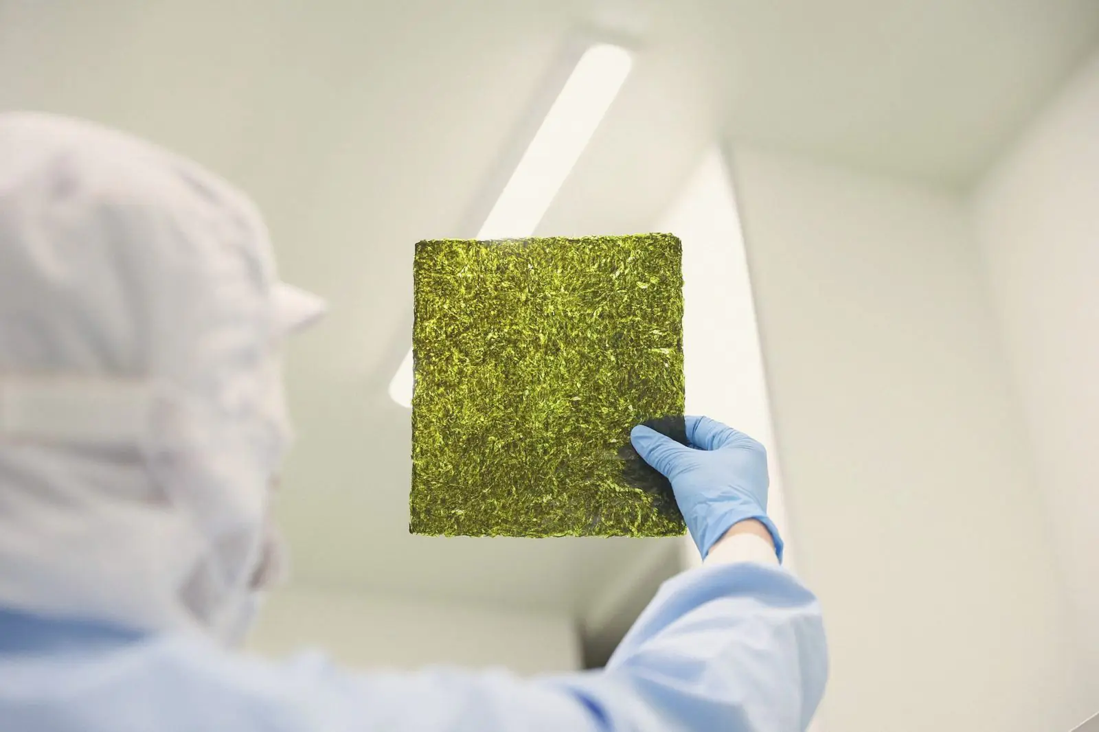 A gloved hand holding a sheet of nori up to the light, glowing green.