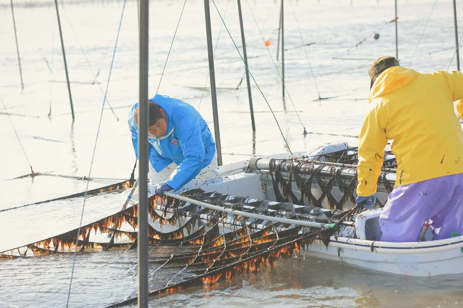 Two farmers in waterproofs working a small boat under the nori nets.
