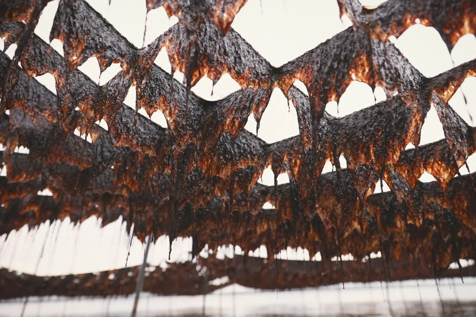 Dark nori hanging from nets above the water, lit from behind.